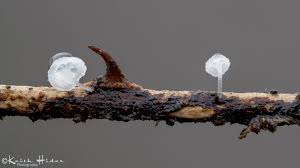 Attēlu rezultāti vaicājumam “Enerthenema papillatum stalked”