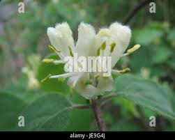 Attēlu rezultāti vaicājumam “Lonicera xylosteum flower”
