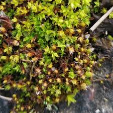 Attēlu rezultāti vaicājumam “Syntrichia ruralis var. ruralis”