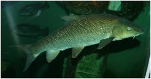 Image result for Barbus barbus