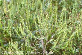 Attēlu rezultāti vaicājumam “Ambrosia artemisiifolia fruit”