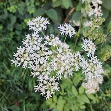 Image result for Heracleum sphondylium