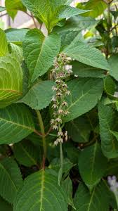 Attēlu rezultāti vaicājumam “Epipactis helleborine leaf”