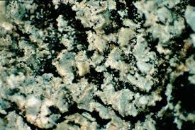 Attēlu rezultāti vaicājumam “Hypocenomyce friesii”