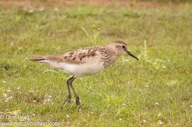 Image result for Calidris bairdii