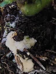 Attēlu rezultāti vaicājumam “Stemonitis foliicola plasmodium”