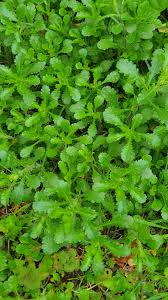 Attēlu rezultāti vaicājumam “Leucanthemum vulgare leaf”