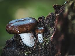 Attēlu rezultāti vaicājumam “Polyporus badius”