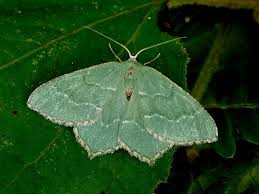 Attēlu rezultāti vaicājumam “Hemithea aestivaria”