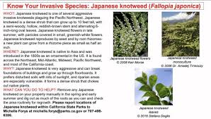 Attēlu rezultāti vaicājumam “Reynoutria sachalinensis leaf”