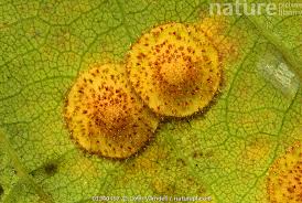 Attēlu rezultāti vaicājumam “Neuroterus quercusbaccarum”