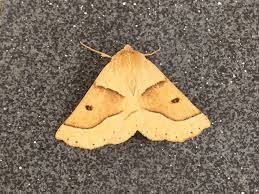 Attēlu rezultāti vaicājumam “Crocallis elinguaria imago”