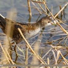 Image result for Porzana parva