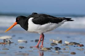Attēlu rezultāti vaicājumam “Haematopus ostralegus adult”