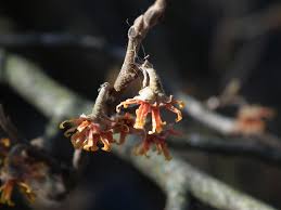 Attēlu rezultāti vaicājumam “Hamamelis vernalis bud”