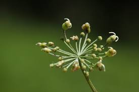 Attēlu rezultāti vaicājumam “Laserpitium latifolium bud”
