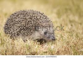 Attēlu rezultāti vaicājumam “Erinaceus sp.”