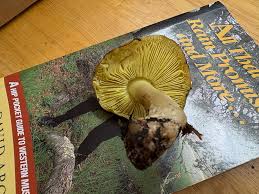 Attēlu rezultāti vaicājumam “Tricholoma flavovirens”