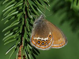 Attēlu rezultāti vaicājumam “Coenonympha hero underside”