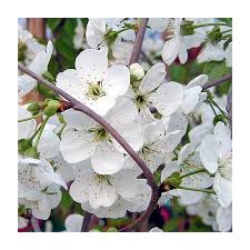 Attēlu rezultāti vaicājumam “Cerasus”