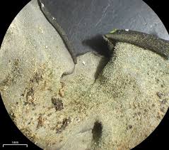 Attēlu rezultāti vaicājumam “Leptogium saturninum”