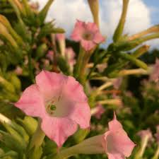 Attēlu rezultāti vaicājumam “Nicotiana tabacum flower”