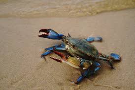 Image result for Callinectes sapidus