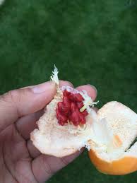 Attēlu rezultāti vaicājumam “Molinia caerulea fruit”