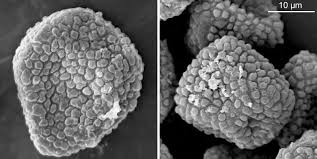 Attēlu rezultāti vaicājumam “Conardia compacta macro”