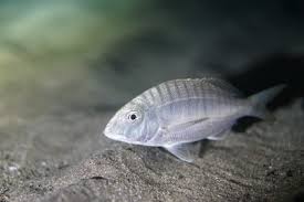 Image result for Lithognathus mormyrus