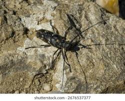 Attēlu rezultāti vaicājumam “Monochamus sutor”