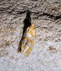 Attēlu rezultāti vaicājumam “Aethes margaritana”