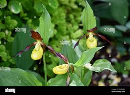 Attēlu rezultāti vaicājumam “Cypripedium calceolus leaf”