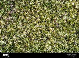 Attēlu rezultāti vaicājumam “Homalothecium sericeum”