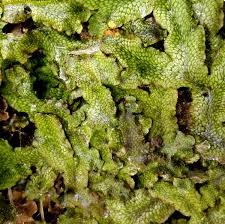 Attēlu rezultāti vaicājumam “Conocephalum conicum”