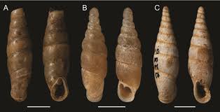 Attēlu rezultāti vaicājumam “Clausiliidae”