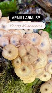 Attēlu rezultāti vaicājumam “Armillaria sp.”