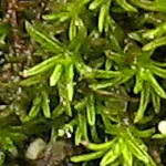 Attēlu rezultāti vaicājumam “Calliergon trifarium”