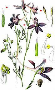 Image result for Consolida regalis