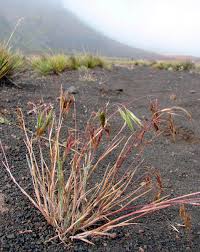Attēlu rezultāti vaicājumam “Anisantha tectorum fruit”