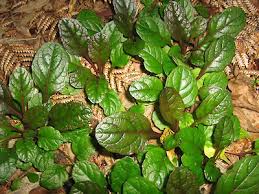 Attēlu rezultāti vaicājumam “Ajuga reptans leaf”