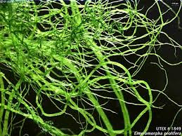 Attēlu rezultāti vaicājumam “Enteromorpha sp.”