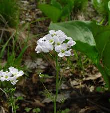 Attēlu rezultāti vaicājumam “Cardamine pratensis”