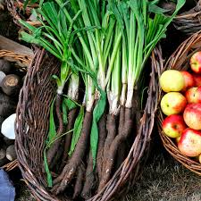 Image result for Schwarzwurzeln