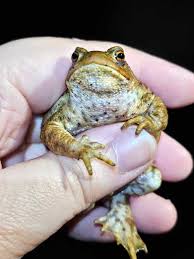 Attēlu rezultāti vaicājumam “Bufo bufo”