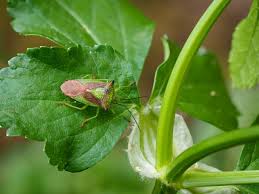Attēlu rezultāti vaicājumam “Acanthosoma haemorrhoidale imago”