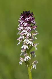 Attēlu rezultāti vaicājumam “Orchis ustulata”