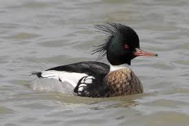 Attēlu rezultāti vaicājumam “Mergus merganser male”