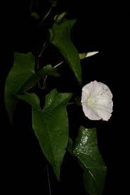Attēlu rezultāti vaicājumam “Calystegia sepium leaf”