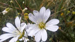 Attēlu rezultāti vaicājumam “Cerastium arvense flower”